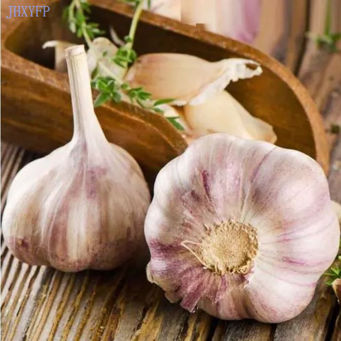 Garlic Purple Color