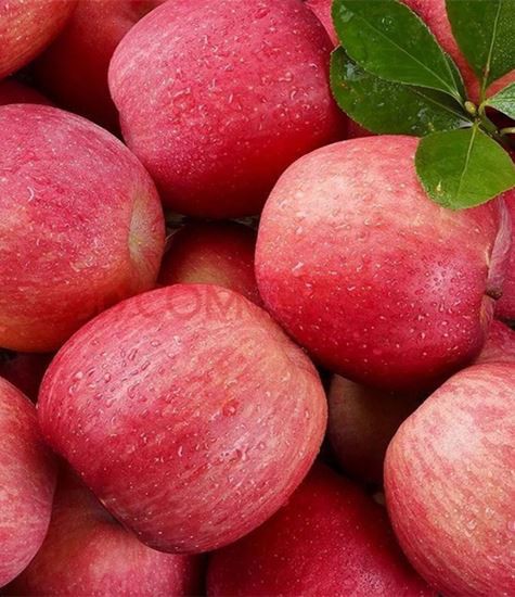 tất cả các loại táo